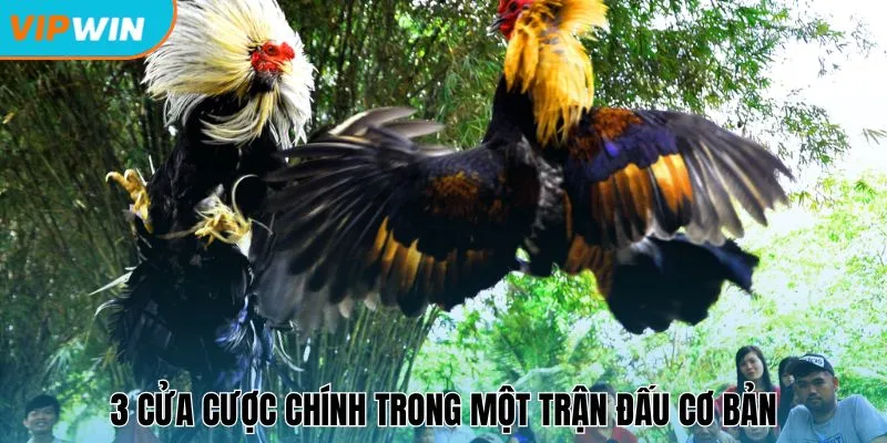 3 cửa cược chính trong một trận đấu cơ bản