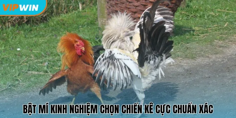 Bật mí kinh nghiệm chọn chiến kê cực chuẩn xác