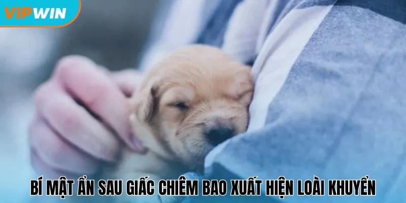 Bí mật ẩn sau giấc chiêm bao xuất hiện loài khuyển