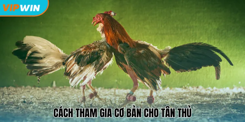 Cách tham gia cơ bản cho tân thủ