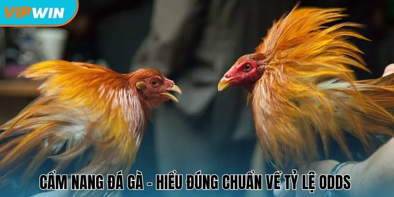 Cẩm nang đá gà - Hiểu đúng chuẩn về tỷ lệ odds 
