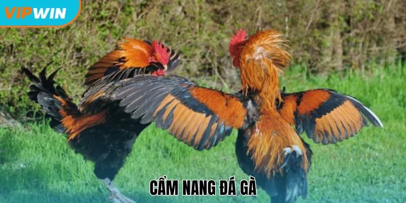 Cẩm nang đá gà