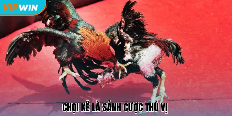 Chọi kê là sảnh cược thú vị