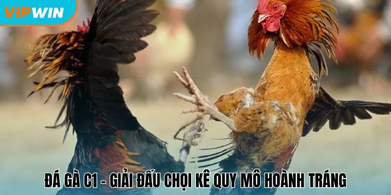 Đá gà C1 - Giải đấu chọi kê quy mô hoành tráng