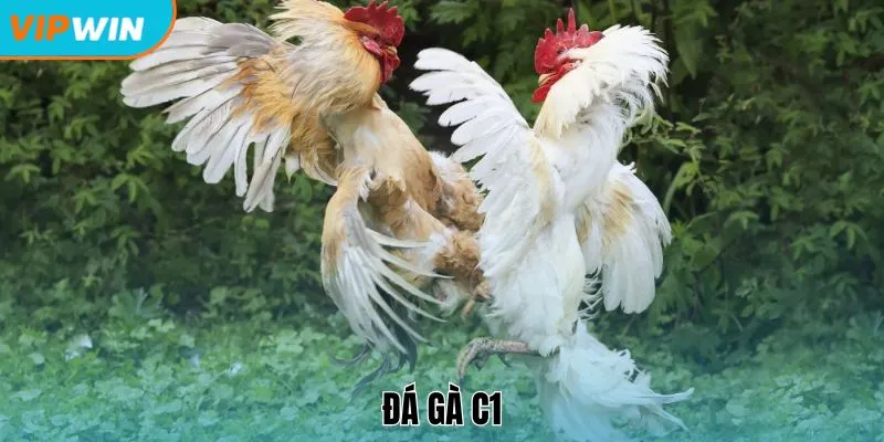 Đá gà C1