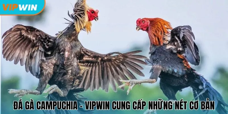 Đá gà Campuchia - Vipwin cung cấp những nét cơ bản