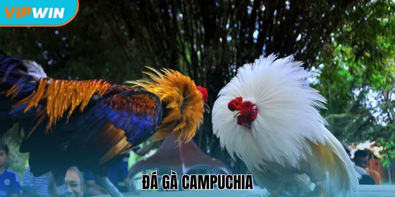 Đá gà Campuchia