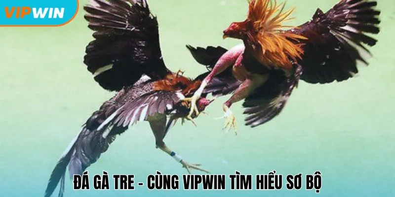 Đá gà tre - Cùng Vipwin tìm hiểu sơ bộ