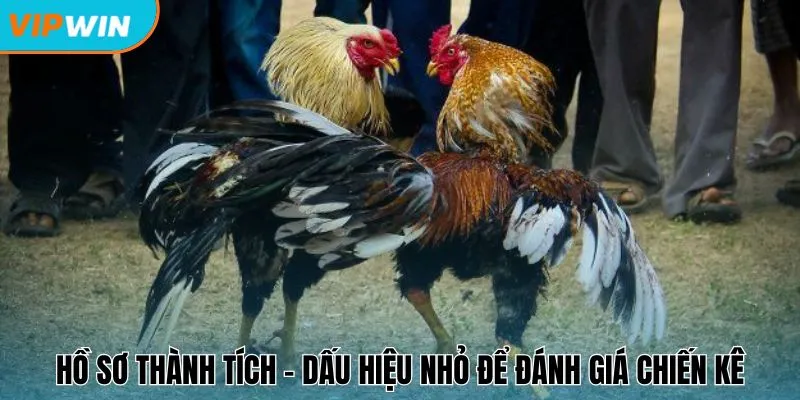 Hồ sơ thành tích - Dấu hiệu nhỏ để đánh giá chiến kê