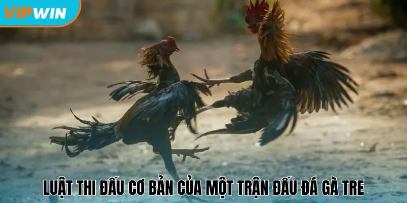 Luật thi đấu cơ bản của một trận đấu đá gà tre