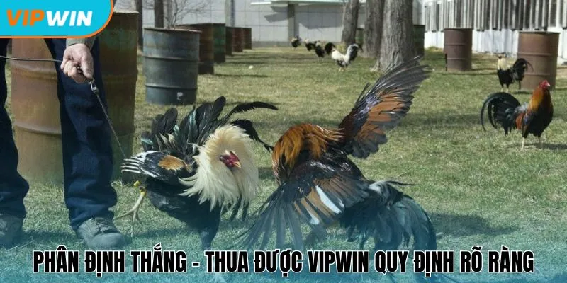 Phân định thắng - thua được Vipwin quy định rõ ràng