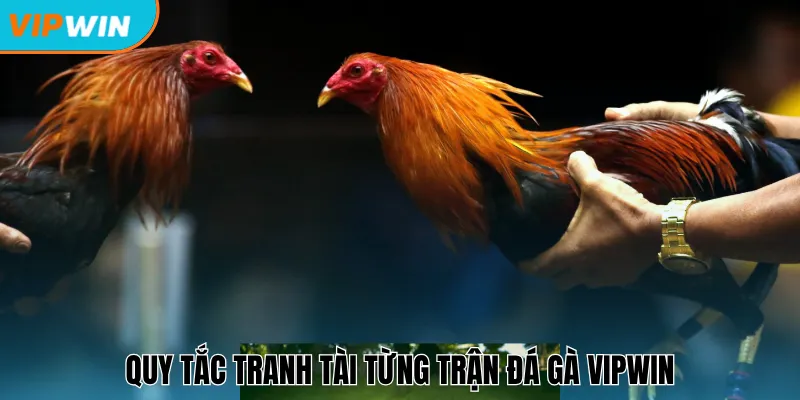 Quy tắc tranh tài từng trận đá gà Vipwin