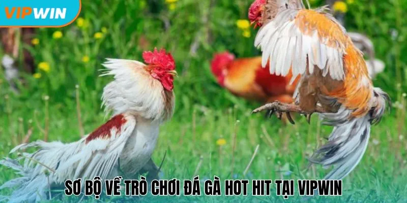 Sơ bộ về trò chơi đá gà hot hit tại Vipwin