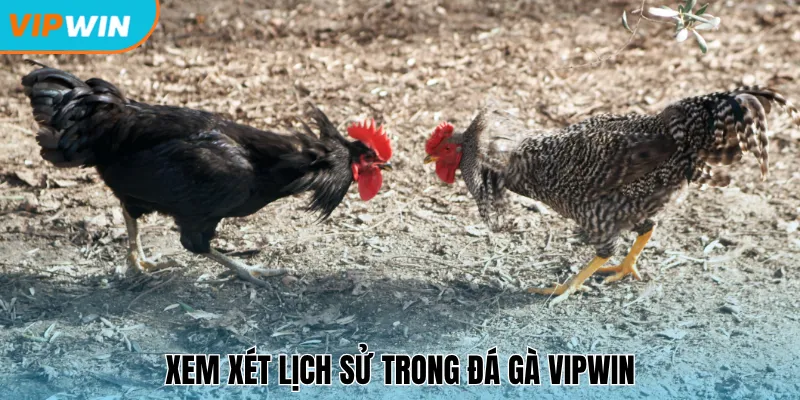 Xem xét lịch sử trong đá gà Vipwin