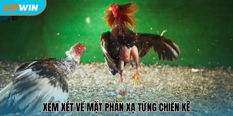 Xem xét về mặt phản xạ từng chiến kê